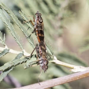 Therevidae (family) at Dunlop, ACT - 1 Oct 2019 12:41 PM