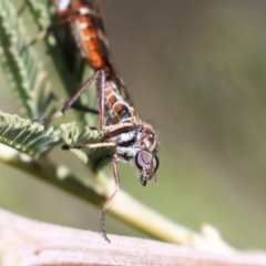 Therevidae (family) at Dunlop, ACT - 1 Oct 2019 12:41 PM