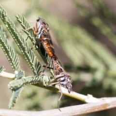 Therevidae (family) at Dunlop, ACT - 1 Oct 2019 12:41 PM