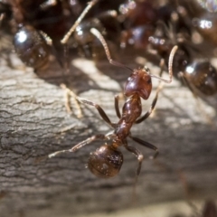 Papyrius sp (undescribed) (Hairy Coconut Ant) at The Pinnacle - 1 Oct 2019 by AlisonMilton