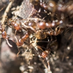 Papyrius sp (undescribed) at Hawker, ACT - 1 Oct 2019 11:31 AM