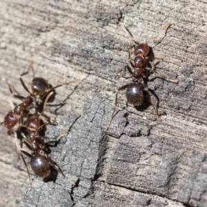 Papyrius sp (undescribed) at Hawker, ACT - 1 Oct 2019