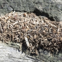 Papyrius sp (undescribed) at Hawker, ACT - 1 Oct 2019 11:31 AM