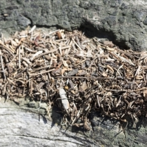 Papyrius sp (undescribed) at Hawker, ACT - 1 Oct 2019