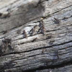 Papyrius sp (undescribed) at Hawker, ACT - 1 Oct 2019