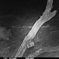 Vombatus ursinus (Common wombat, Bare-nosed Wombat) at Namadgi National Park - 20 Sep 2019 by DonFletcher