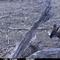 Notamacropus rufogriseus (Red-necked Wallaby) at Namadgi National Park - 23 Sep 2019 by DonFletcher