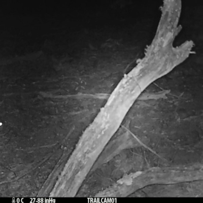 Oryctolagus cuniculus (European Rabbit) at Namadgi National Park - 31 Aug 2019 by DonFletcher