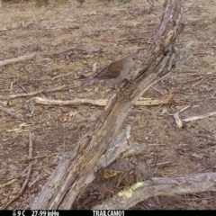 Colluricincla harmonica (Grey Shrikethrush) at Booth, ACT - 30 Sep 2019 by DonFletcher