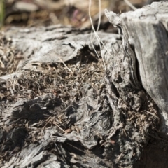 Papyrius nitidus (Shining Coconut Ant) at Hawker, ACT - 1 Oct 2019 by AlisonMilton