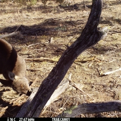 Macropus giganteus (Eastern Grey Kangaroo) at Namadgi National Park - 28 Aug 2019 by DonFletcher