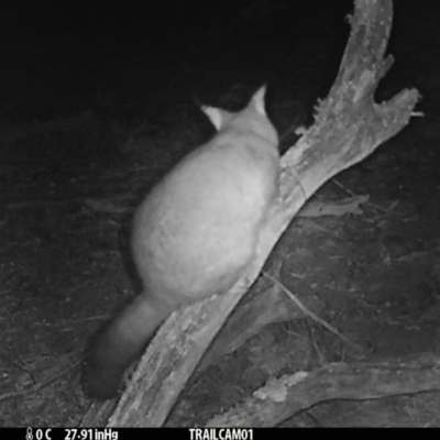 Trichosurus vulpecula (Common Brushtail Possum) at Namadgi National Park - 31 Aug 2019 by DonFletcher