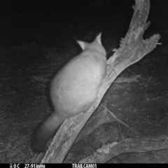 Trichosurus vulpecula (Common Brushtail Possum) at Booth, ACT - 31 Aug 2019 by DonFletcher
