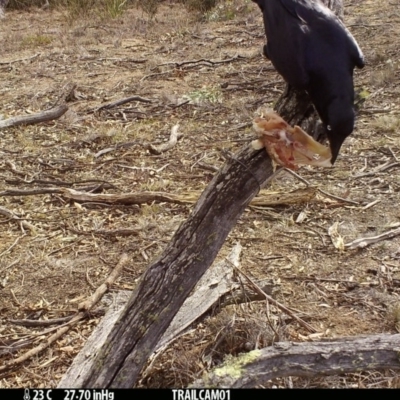 Corvus coronoides (Australian Raven) at Booth, ACT - 28 Sep 2019 by DonFletcher