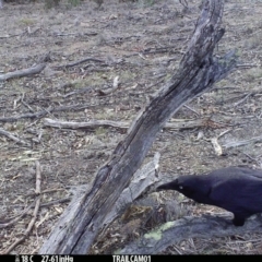 Corvus coronoides at Booth, ACT - 28 Sep 2019 05:36 PM