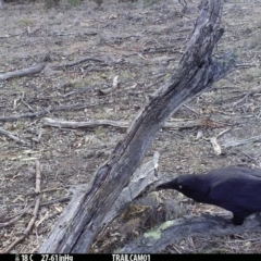 Corvus coronoides at Booth, ACT - 28 Sep 2019 05:36 PM