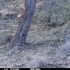 Corvus coronoides (Australian Raven) at Namadgi National Park - 9 Sep 2019 by DonFletcher