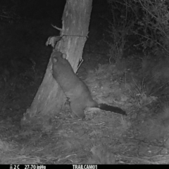 Trichosurus vulpecula (Common Brushtail Possum) at Namadgi National Park - 18 Sep 2019 by DonFletcher