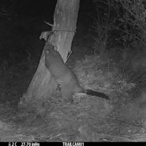 Trichosurus vulpecula at Booth, ACT - 18 Sep 2019