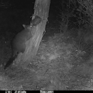 Trichosurus vulpecula at Booth, ACT - 18 Sep 2019