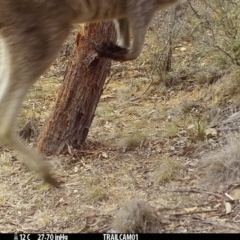 Macropus giganteus (Eastern Grey Kangaroo) at Booth, ACT - 22 Sep 2019 by DonFletcher