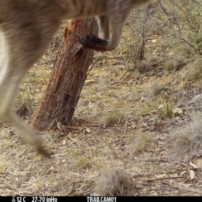 Macropus giganteus (Eastern Grey Kangaroo) at Namadgi National Park - 22 Sep 2019 by DonFletcher