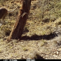 Notamacropus rufogriseus (Red-necked Wallaby) at Booth, ACT - 23 Sep 2019 by DonFletcher