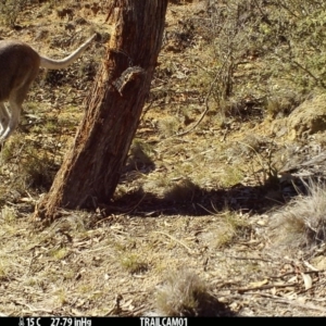 Notamacropus rufogriseus at Booth, ACT - 24 Sep 2019 08:35 AM