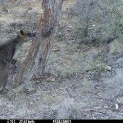 Wallabia bicolor (Swamp Wallaby) at Booth, ACT - 22 Sep 2019 by DonFletcher