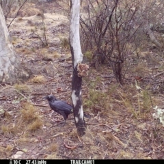 Corvus coronoides (Australian Raven) at Namadgi National Park - 16 Sep 2019 by DonFletcher