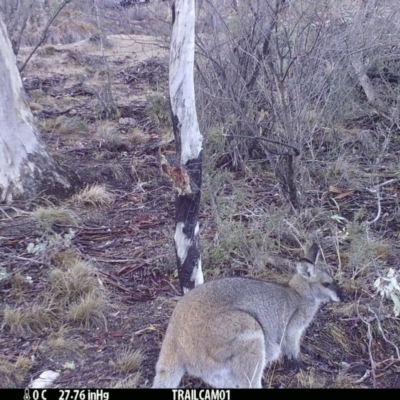 Notamacropus rufogriseus (Red-necked Wallaby) at Booth, ACT - 18 Sep 2019 by DonFletcher
