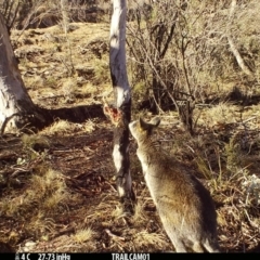 Wallabia bicolor (Swamp Wallaby) at Booth, ACT - 18 Sep 2019 by DonFletcher