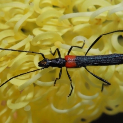 Oroderes humeralis (A longhorn beetle) at ANBG - 2 Oct 2019 by TimL