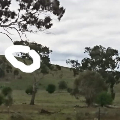 Inconclusive sighting (Inconclusive sighting) at Mitchell, ACT - 3 Oct 2019 by Kym