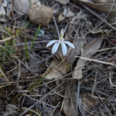 Caladenia sp. (A Caladenia) at Canyonleigh - 4 Oct 2019 by Margot