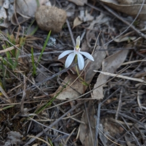 Caladenia sp. at Canyonleigh, NSW - 4 Oct 2019