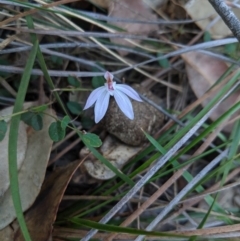 Caladenia carnea (Pink Fingers) at Canyonleigh, NSW - 3 Oct 2019 by Margot