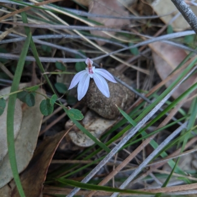 Caladenia carnea (Pink Fingers) at Canyonleigh - 3 Oct 2019 by Margot