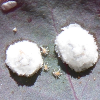 Glycaspis sp. (genus) (Unidentified sugary lerp) at Symonston, ACT - 3 Oct 2019 by Christine