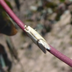 Philobota undescribed species near arabella (A concealer moth) at Symonston, ACT - 3 Oct 2019 by Christine