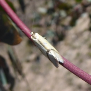 Philobota undescribed species near arabella at Symonston, ACT - 3 Oct 2019 11:25 AM