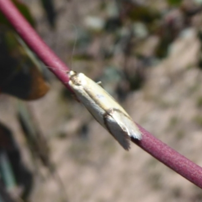 Philobota undescribed species near arabella (A concealer moth) at Mount Mugga Mugga - 3 Oct 2019 by Christine