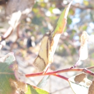 Philobota undescribed species near arabella at Symonston, ACT - 3 Oct 2019 11:25 AM