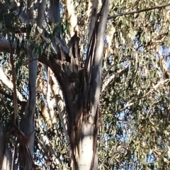 Callocephalon fimbriatum (Gang-gang Cockatoo) at Campbell, ACT - 4 Oct 2019 by Kym