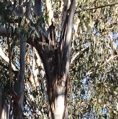 Callocephalon fimbriatum (Gang-gang Cockatoo) at Campbell, ACT - 4 Oct 2019 by Kym