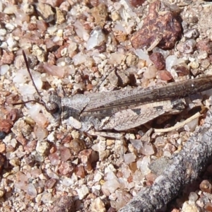 Pycnostictus seriatus at Symonston, ACT - 3 Oct 2019 11:46 AM