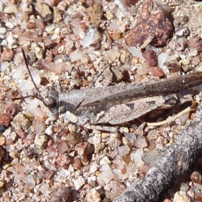 Pycnostictus seriatus (Common Bandwing) at Mount Mugga Mugga - 3 Oct 2019 by Christine