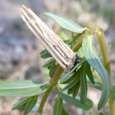 Psychidae (family) IMMATURE (Unidentified case moth or bagworm) at Symonston, ACT - 3 Oct 2019 by Christine