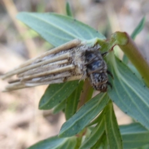 Psychidae (family) IMMATURE at Symonston, ACT - 3 Oct 2019