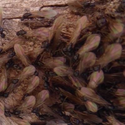 Papyrius nitidus (Shining Coconut Ant) at Mount Mugga Mugga - 3 Oct 2019 by Christine